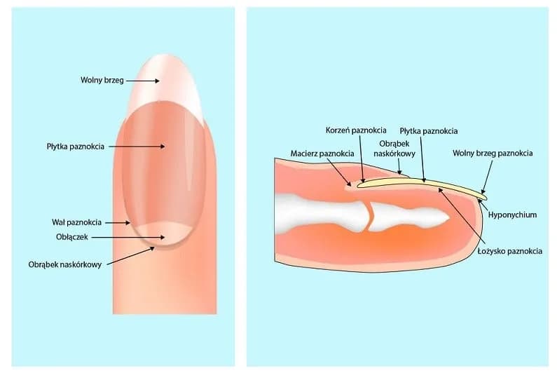 Budowa płytki paznokcia - Co powinieneś wiedzieć o płytkach paznokciowych